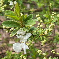Exochorda x macrantha 'Niagara'